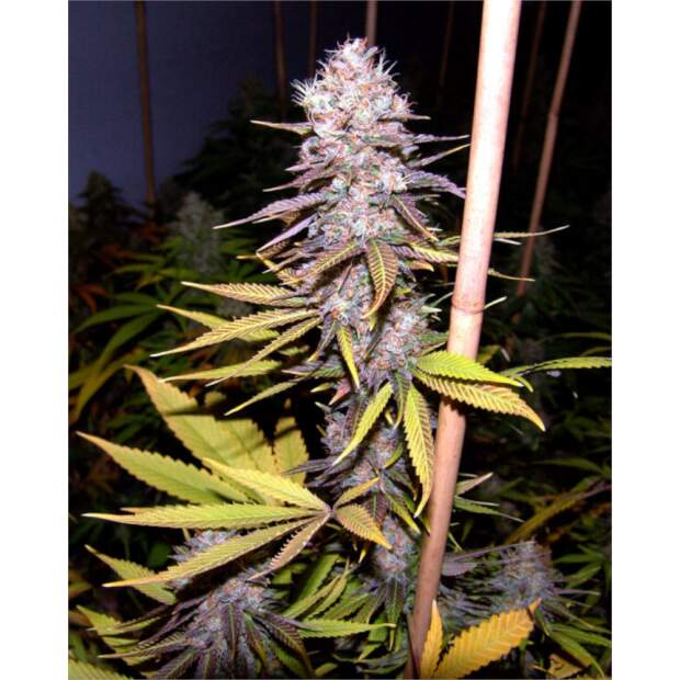 Soma Seeds Lavender 3 Stk feminisiert