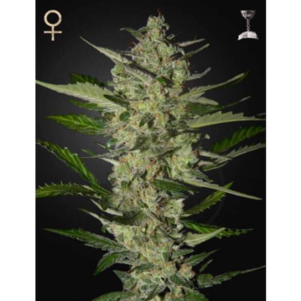 Strain Hunters Flowerbomb Kush 5 Stk feminisiert