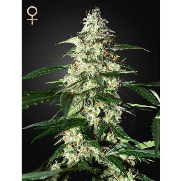 Strain Hunters Skunk Auto 3 Stk feminisiert