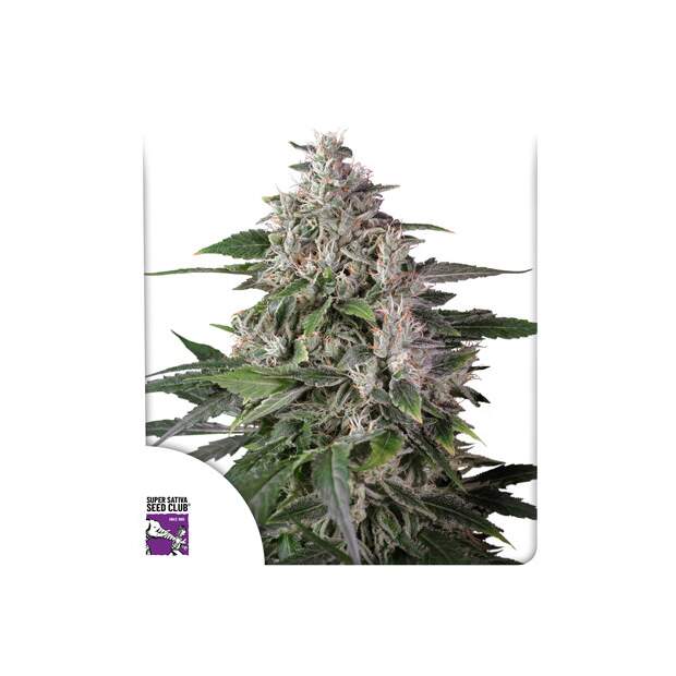 Super Sativa Seed Club Karels Haze 12 Stk regular