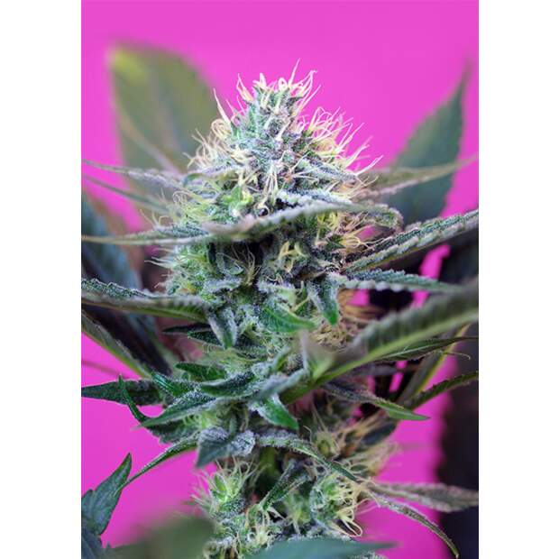 Sweet Seeds +Speed Auto 100 Stk feminisiert