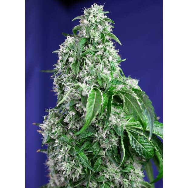 Sweet Seeds Big Devil F1 Fast Version 3 Stk feminisiert