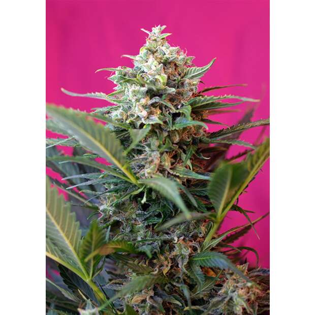 Sweet Seeds Big Devil XL Auto 3 pcs feminised