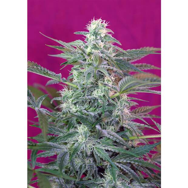 Sweet Seeds Big Foot 5 Stk feminisiert