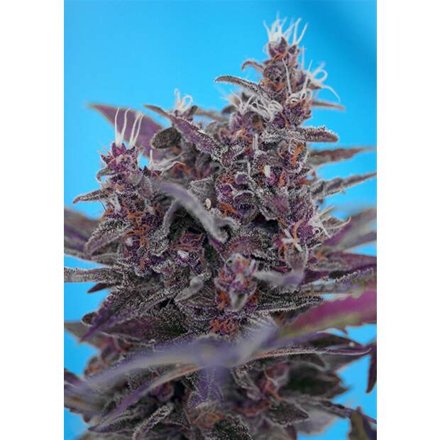 Sweet Seeds Black Cream Auto 3 pcs feminised