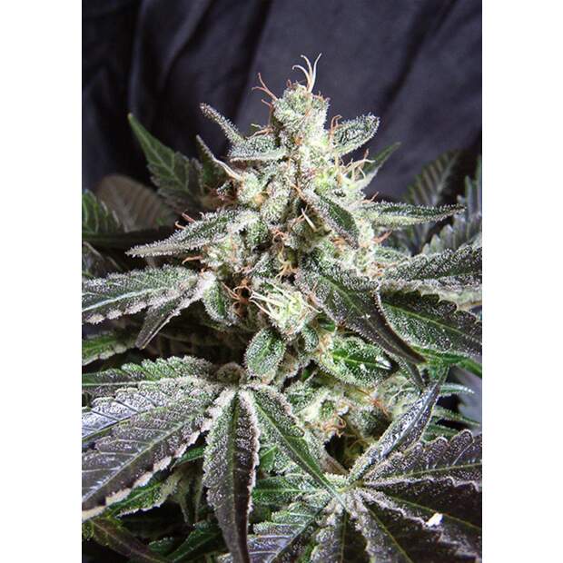 Sweet Seeds Black Jack 3 Stk feminisiert