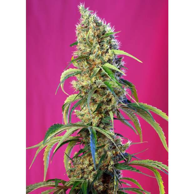 Sweet Seeds Black Jack CBD 3 Stk feminisiert