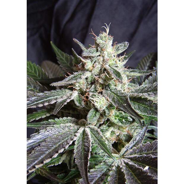 Sweet Seeds Black Jack F1 Fast Version 3 Stk feminisiert