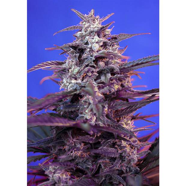 Sweet Seeds Bloody Skunk Auto 3 Stk feminisiert