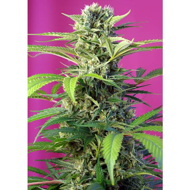 Sweet Seeds Chem Beyond Diesel CBD 3 Stk feminisiert