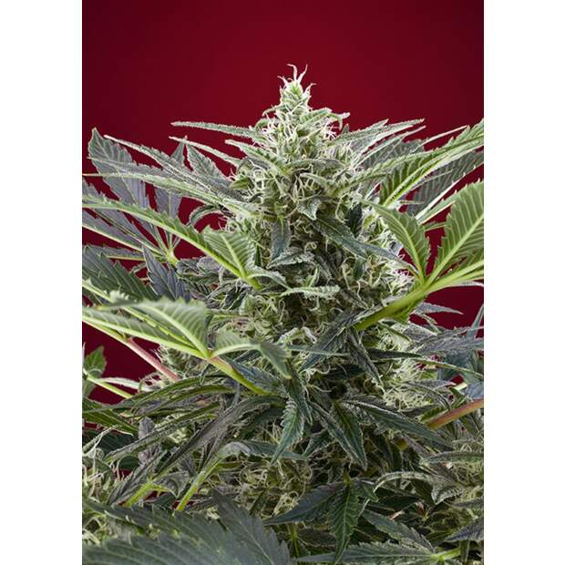 Sweet Seeds Cream 47 5 Stk feminisiert