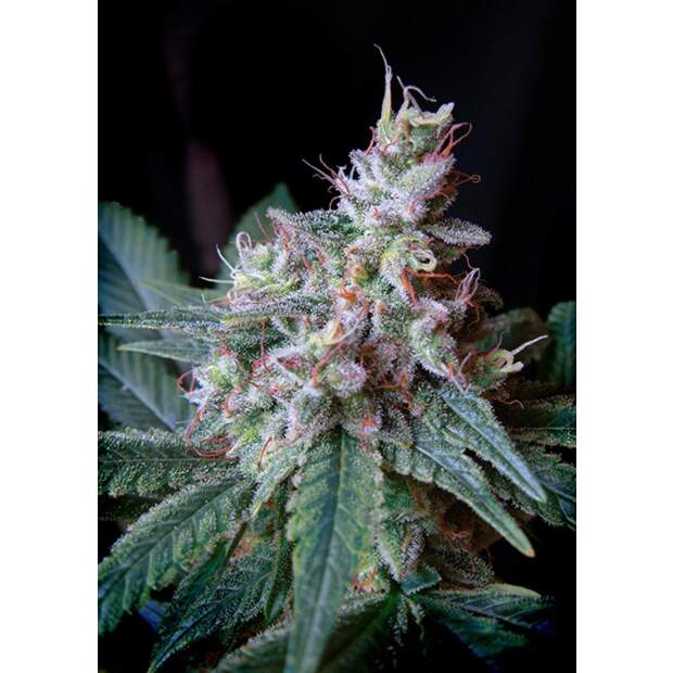 Sweet Seeds Cream Caramel 3 Stk feminisiert