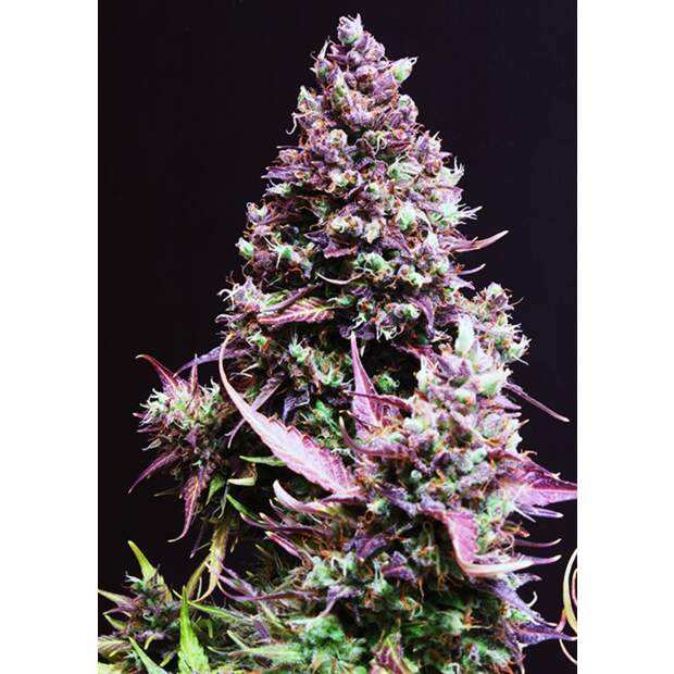 Sweet Seeds Cream Caramel Auto 25 Stk feminisiert