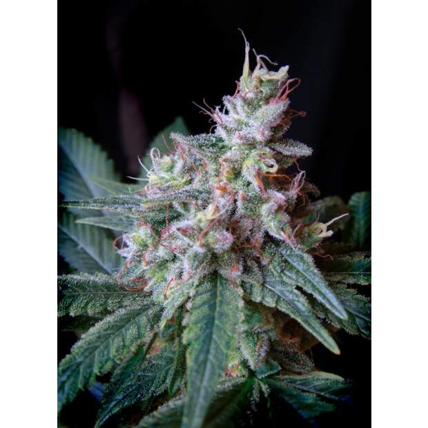 Sweet Seeds Cream Caramel F1 Fast Version 3 Stk feminisiert