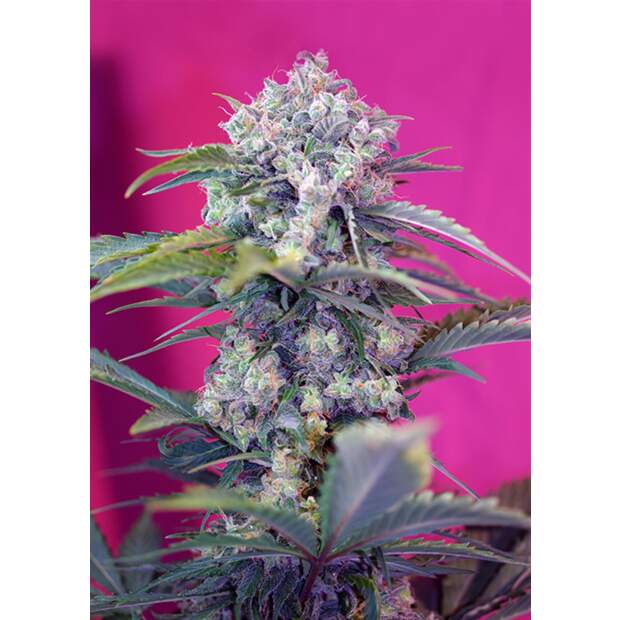 Sweet Seeds Cream Mandarine Auto 3 Stk feminisiert