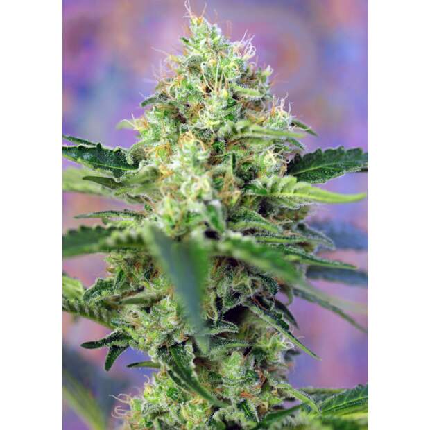 Sweet Seeds Crystal Candy 3 pcs feminised