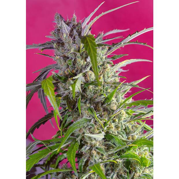 Sweet Seeds Crystal Candy Auto 5 pcs feminised