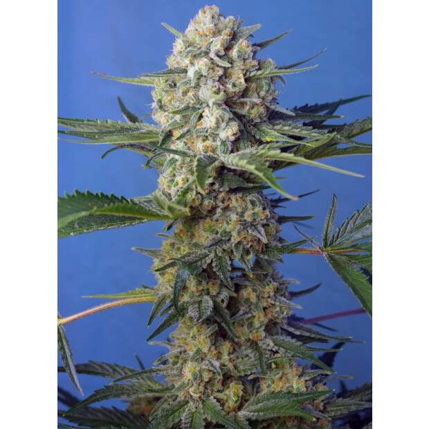 Sweet Seeds Crystal Candy F1 Fast Version 5 Stk feminisiert