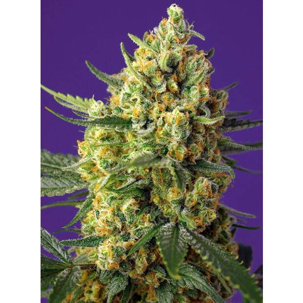 Sweet Seeds Crystal Candy XL Auto 5 pcs feminised