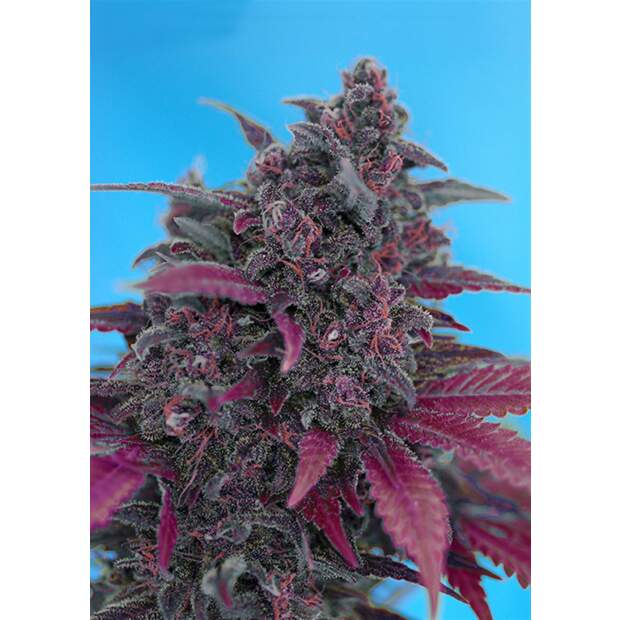 Sweet Seeds Dark Devil Auto 3 pcs feminised