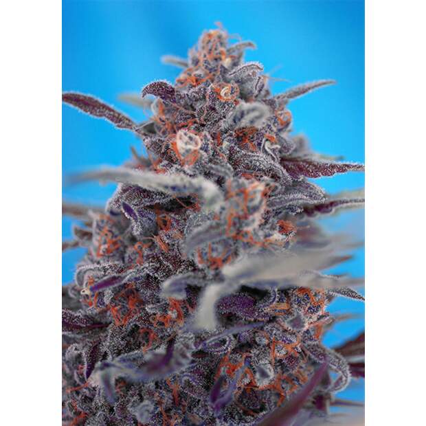 Sweet Seeds Devil Cream Auto 3 Stk feminisiert