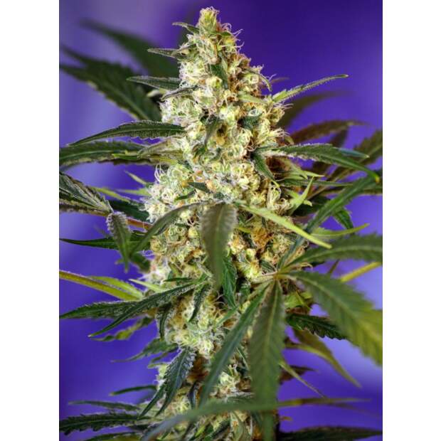 Sweet Seeds Fast Bud Auto 3 pcs feminised