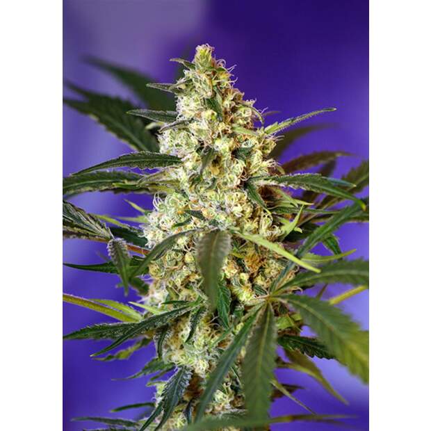 Sweet Seeds Fast Bud #2 Auto 3 Stk feminisiert