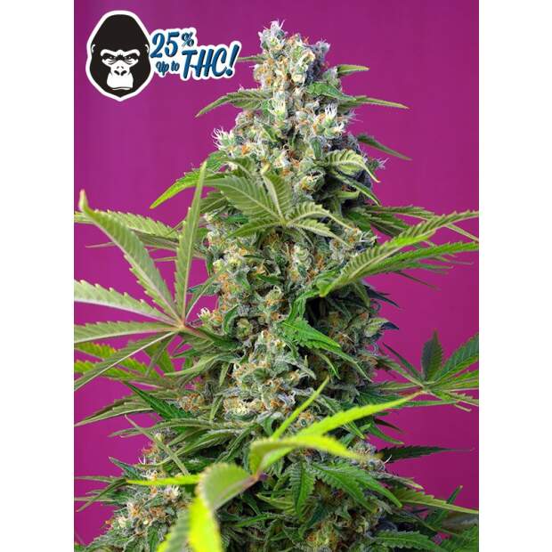 Sweet Seeds Gorilla Girl 3 pcs feminised