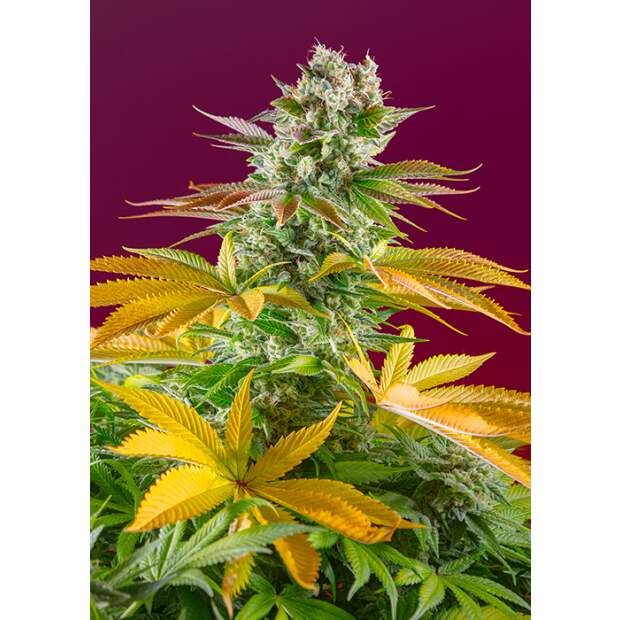 Sweet Seeds Gorilla Girl F1 Fast Version 3 pcs feminised