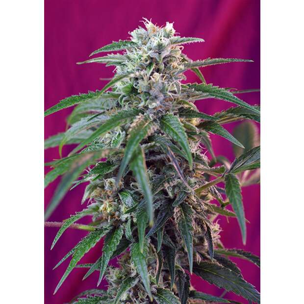 Sweet Seeds Green Poison Auto 5 Stk feminisiert