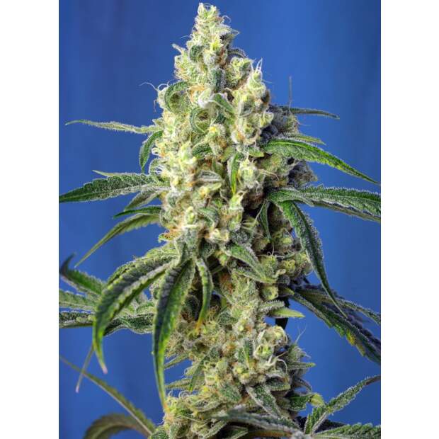 Sweet Seeds Green Poison CBD 3 pcs feminised