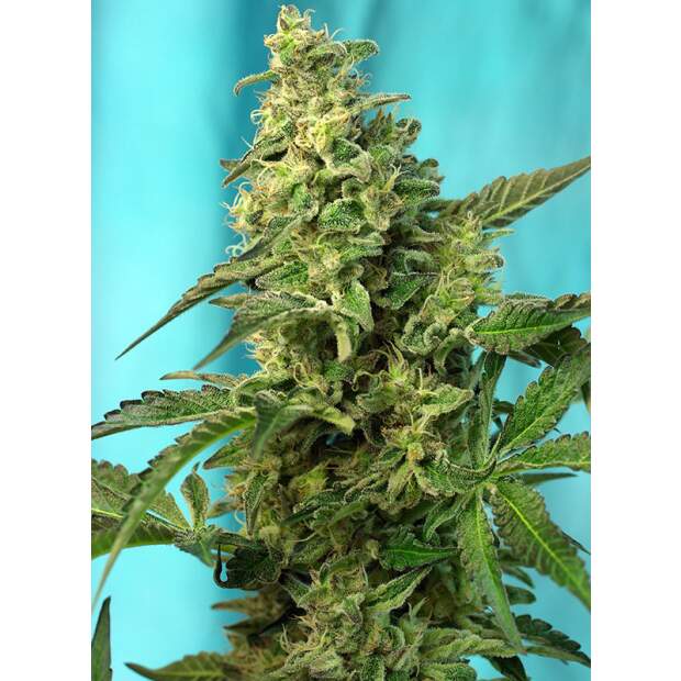 Sweet Seeds Green Poison F1 Fast Version 3 Stk feminisiert