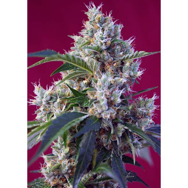 Sweet Seeds Indigo Berry Kush 3 Stk feminisiert