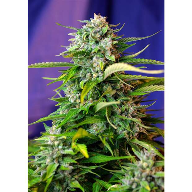 Sweet Seeds Jack 47 Auto 3 pcs feminised