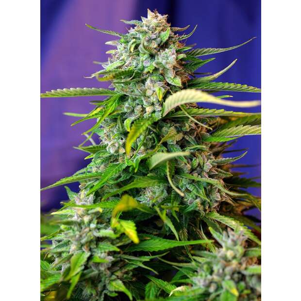 Sweet Seeds Jack 47 XL Auto 3 Stk feminisiert