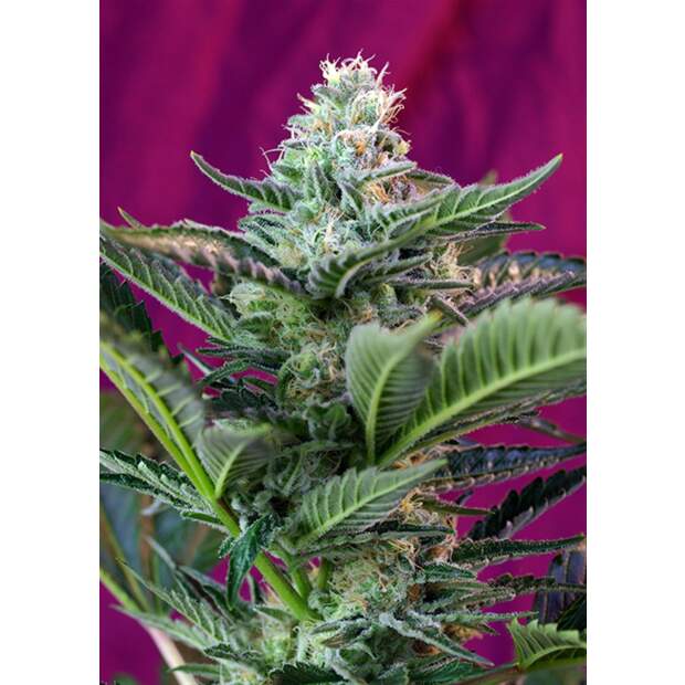 Sweet Seeds Mohan Ram Auto 5 Stk feminisiert