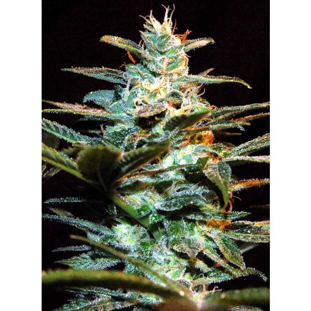 Sweet Seeds NYC Diesel 5 Stk feminisiert