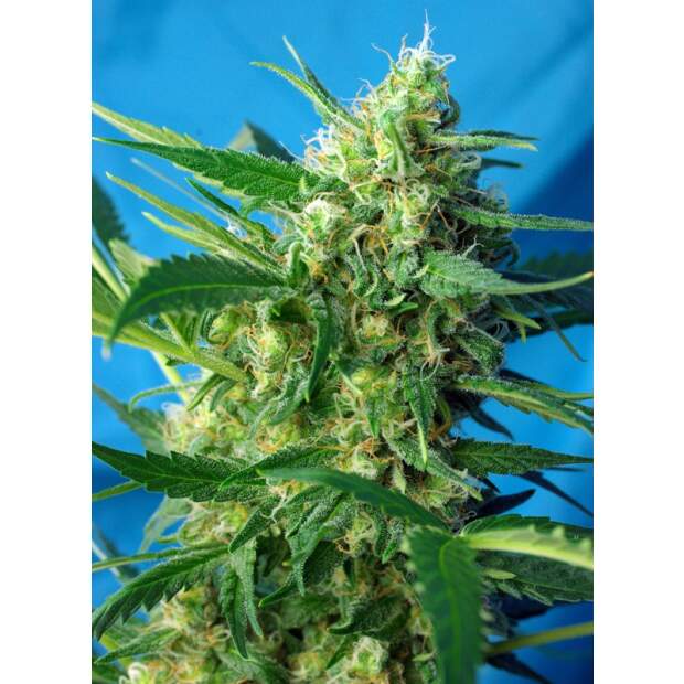 Sweet Seeds NYC Diesel Auto 5 pcs feminised