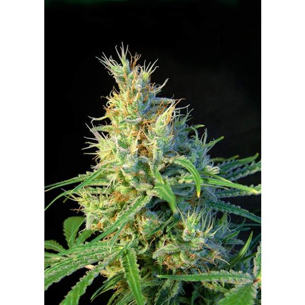 Sweet Seeds Psicodelicia 3 Stk feminisiert