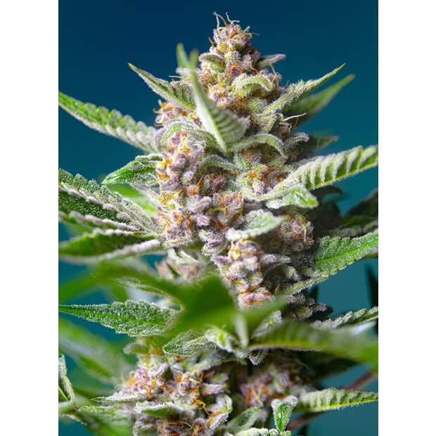 Sweet Seeds Purple Punch OG 3 pcs feminised