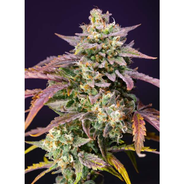 Sweet Seeds Purple Punch OG XL Auto 5 Stk feminisiert