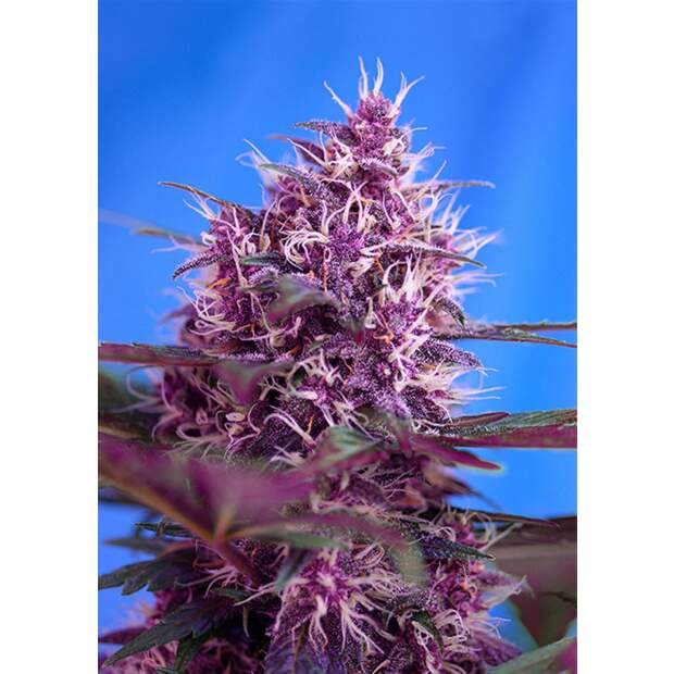 Sweet Seeds Red Poison Auto 3 pcs feminised