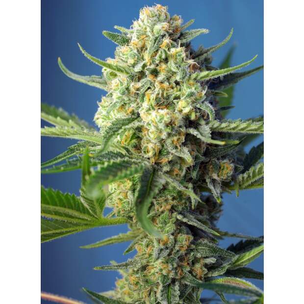 Sweet Seeds S.A.D. Sweet Afgani Delicious Auto 5 pcs feminised