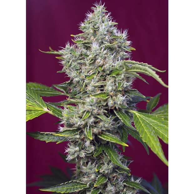 Sweet Seeds San Fernando Lemon Kush 3 pcs feminised