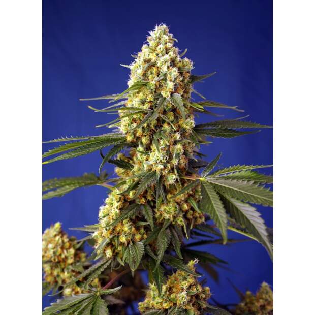 Sweet Seeds Strawberry Banana Gelato XL Auto 5 pcs feminised