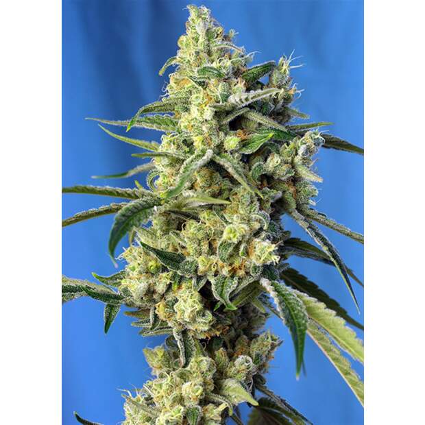 Sweet Seeds Sweet Amnesia Haze 3 pcs feminised