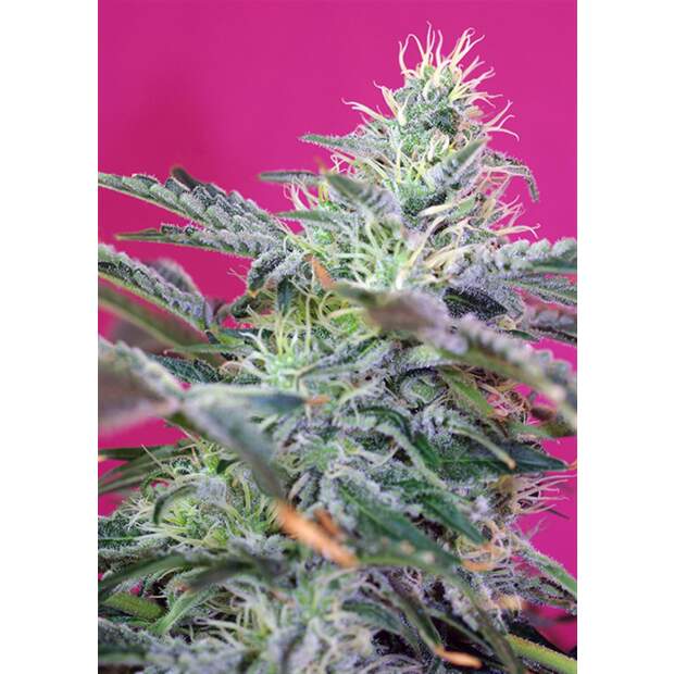 Sweet Seeds Sweet Cheese Auto 3 Stk feminisiert