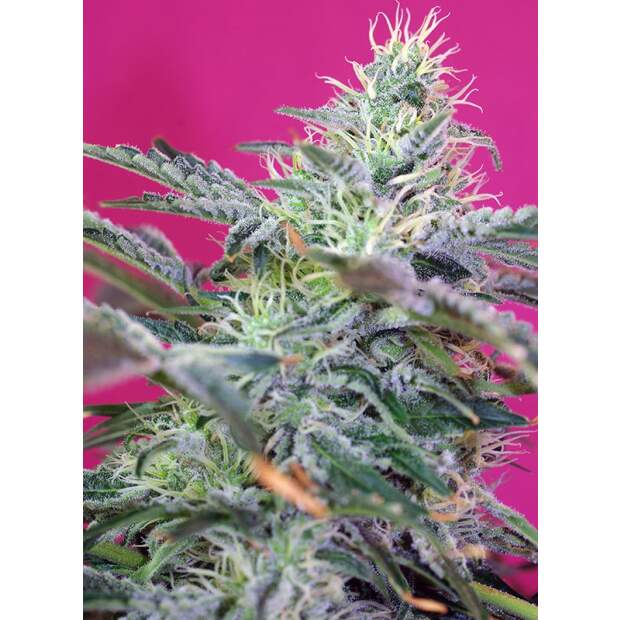 Sweet Seeds Sweet Cheese XL Auto 5 Stk feminisiert