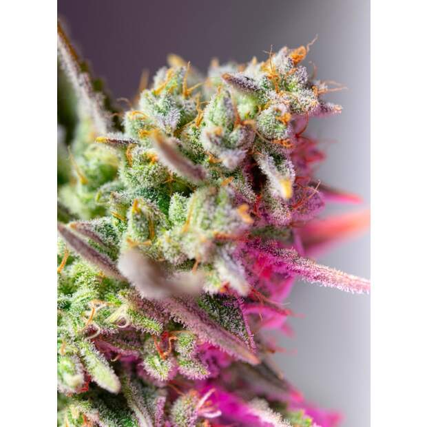 Sweet Seeds Sweet Mimosa XL Auto 3 pcs feminised