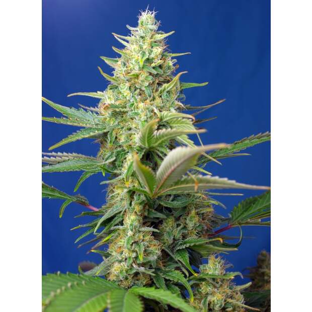 Sweet Seeds Sweet Pure Auto CBD 3 Stk feminisiert